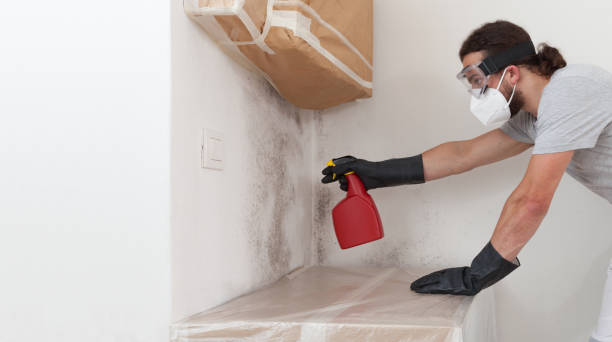 Professional Basement Mold Removal technician working in Roselle, IL