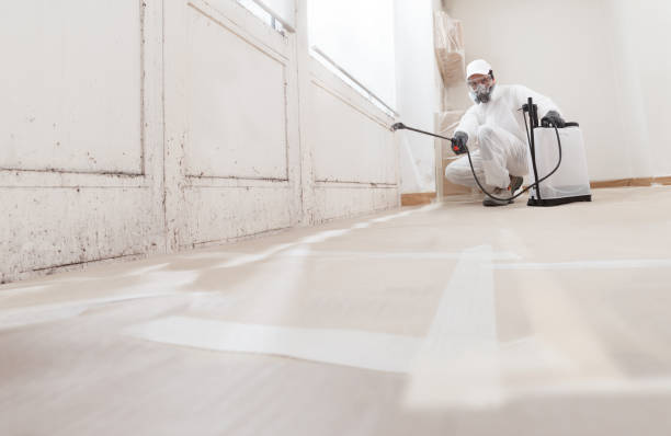 24/7 Emergency Basement Mold Removal experts in Roselle, IL
