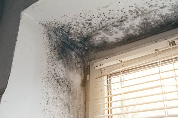 Affordable Basement Mold Removal solutions in Roselle, IL