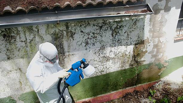 Top rated local Basement Mold Removal specialists in Roselle, IL